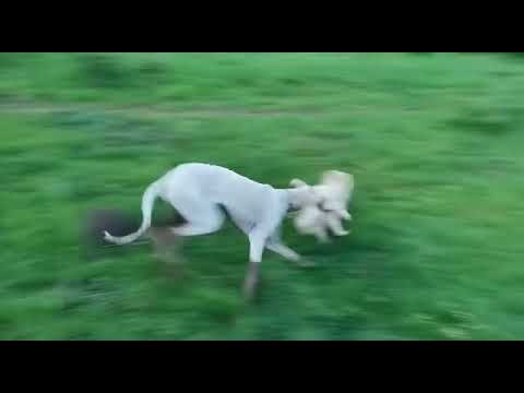 Caravan/Mudhol hound dog playing