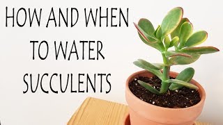 How And When To Water Succulents