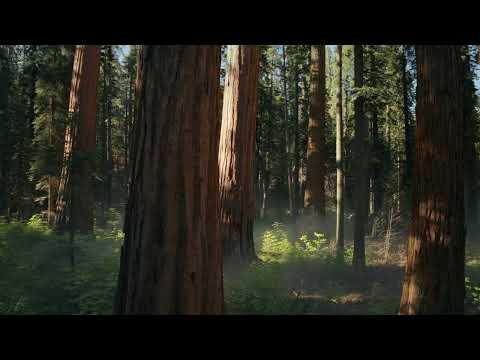 Apple MacOS Screensaver - Sequoia Sunrise (4K version)