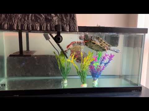 20 gallon turtle topper review