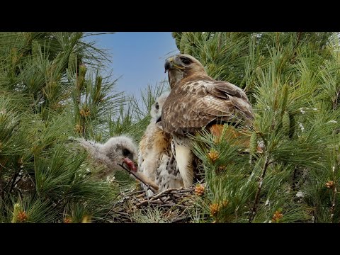 Red-tailed Hawk nest - feeding Part 1