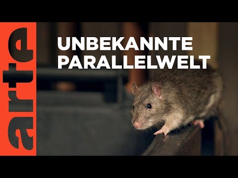 Stadtratten | Doku HD Reupload | ARTE