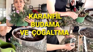 KARANFİL ÇİÇEĞİ.BUDAMA VE ÇOĞALTMA #dışmekançiçekleri #karanfilçoğaltımı#karanfi