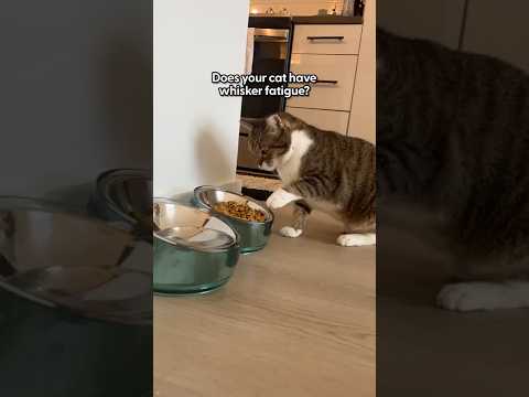 Whisker Fatigue Explained in 25 Seconds | The Pack