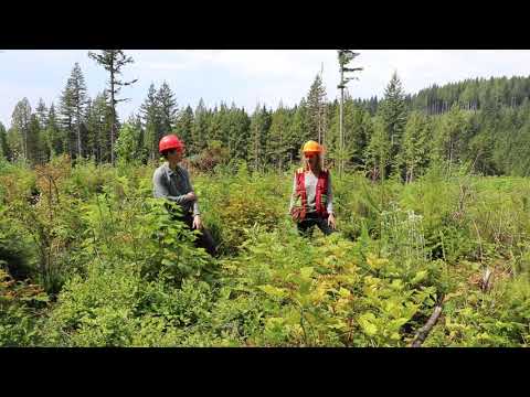 Forest Regeneration 4 Years After a Clearcut