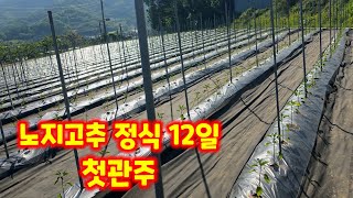 고추 첫관주 괴산 청결고추 노지 정식 12일 점적테이프 맹물 [고추재배방법]