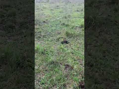 Lotes de San Cosme, Corrientes