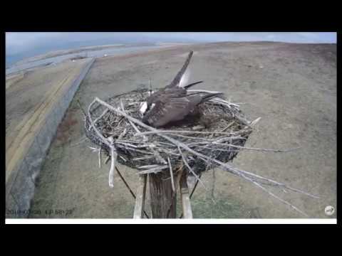 OSMP Osprey Cam Male works on nest building part 1 3-26-2018