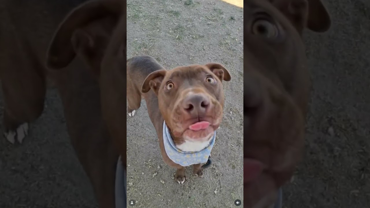 Hera - URGENT AND AT RISK, a ADOPTABLE mixed breed in Thousand Oaks, CA video 2/2