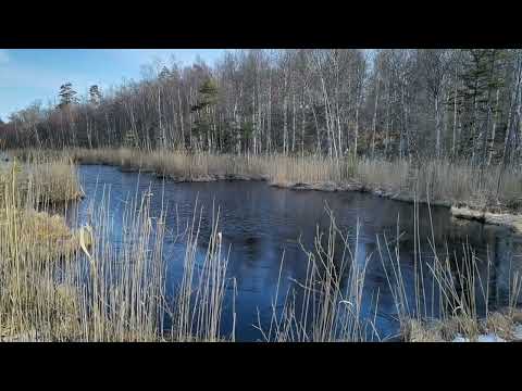 MUEGÖLEN mellan Södra Bygget och Arvidstorp - norra KALLINGE - 2022-04-01 - Huawei P40 PRO Plus