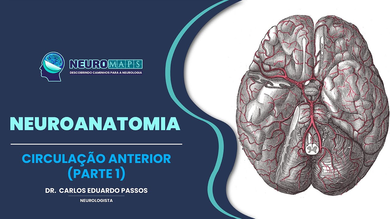 Circulação anterior (parte 1)