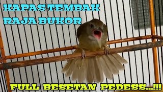 Download lagu KAPAS TEMBAK BUKA EKOR FULL BESETAN .... ‼️bikin lawan down mental... mp3