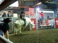Bluegrass The Bull