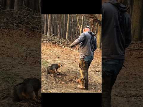 Красивый момент поимки лисы с помощью своих инструментов. #hunting #chass #охота #foxhunting #охота