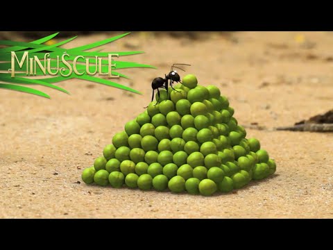 Minuscule - A pea in the hand is worth / Deux petits pois deux mesures (Season 2)