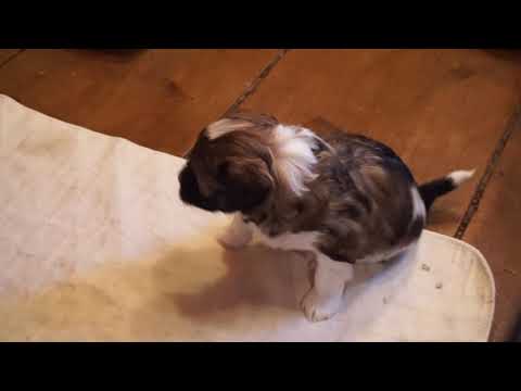 vidéo portée Maiza à 1 mois