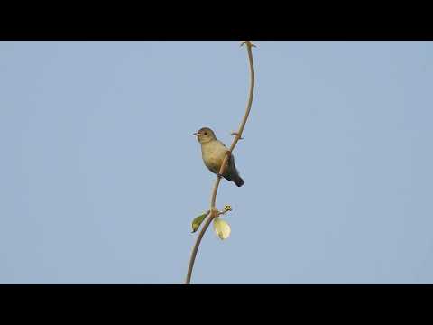 Bobuliar hájový (Dicaeum erythrorhynchos) — správanie, biotop a hlas