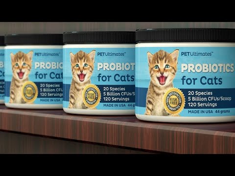 Top 5 Best Cat Probiotics Review & Buying Guide [2022]