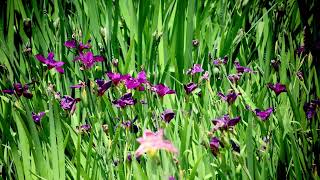 阡陌步道2025年4月29日星期二🌤️