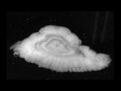 Studying salmon age and size by researching otoliths and scales