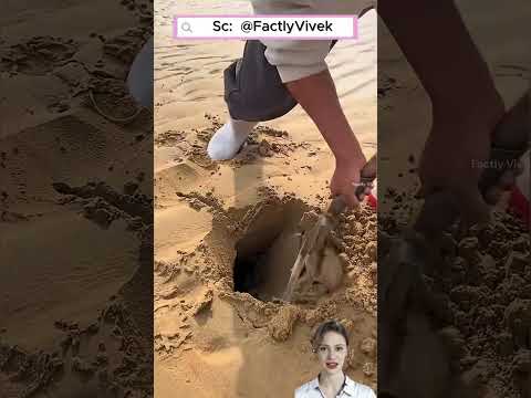 🌊 Khám Phá Sinh Vật Lạ Ẩn Mình Trong Cát #shorts