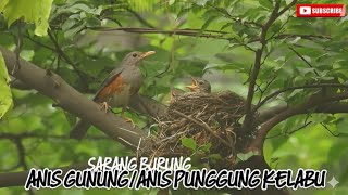 Download lagu SARANG BURUNG ANIS GUNUNG/ANIS PUNGGUNG KELABU DI ALAM BEBAS (Hunting burung di alam liar) mp3 Download lagu SARANG BURUNG ANIS GUNUNG/ANIS PUNGGUNG KELABU DI ALAM BEBAS (Hunting burung di alam liar) mp3