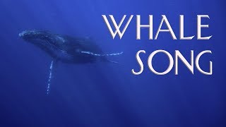 Whale Song :: Relaxing Music