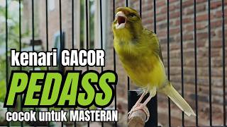 Download lagu Masteran KENARI GACOR ngeroll panjang,Cuit Cuit Emosi AMPUH bikin kenari nyaut ,Masteran MURAI BATU mp3