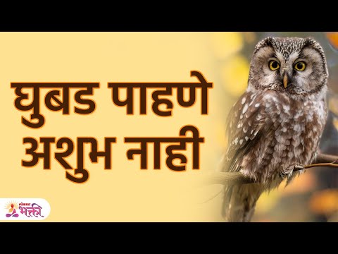 'या' अशा वेळी घुबड दिसणे खूप शुभ, अचानक धनप्राप्ती होते | Owl & Good Luck | Wealth | SG3