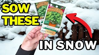 Don’t Wait for Spring! Seeds You Should Plant in the Snow.