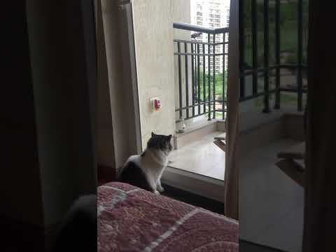 My cat trying to open the balcony