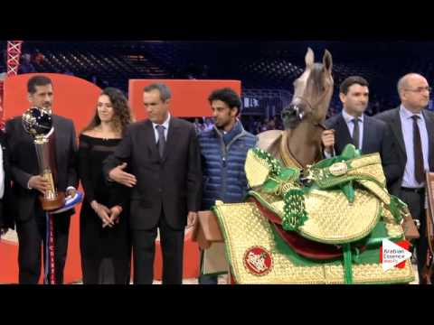 1st place-N.78 AJ AZZAM - Paris 2015 - Yearling Colts Championship (Class CM10)