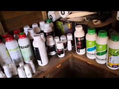 Bonsái desde casa con ABE: Juan José Pardo (parte 2 de 2)