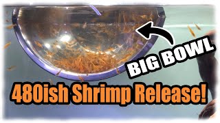 Largest Shrimp Release EVER in a 22 Gallon Bookshelf Aquascape! | Super Simple Layout.