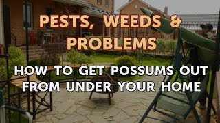 How to Get Possums Out From Under Your Home