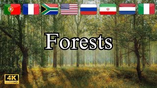 Exploring the World's Forests: From USA to France, Canada & 30+ Countries!