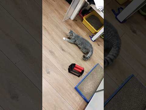 Ciri runs in circle chasing laser pen dot [Kitty Cats]