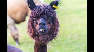 Я РЖАЛ ПОЛ ЧАСА / СМЕШНЫЕ ЖИВОТНЫЕ , КОТЫ СОБАКИ И ДРУГИЕ