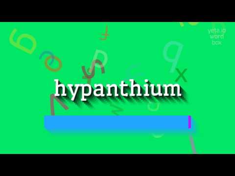 How to say "hypanthium"! (High Quality Voices)