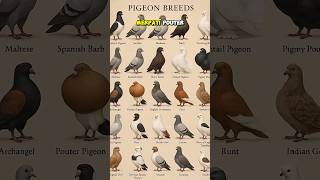 Download lagu MERPATI PALING LANGKA DAN ANEH YANG TEREKAM KAMERA #gudangit #shorts mp3