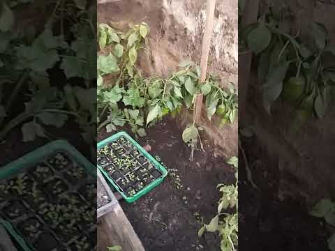 Ep.03. Walipini december 8.-ai állapot