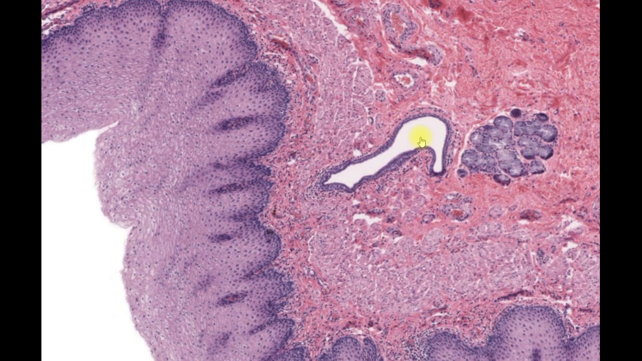 Histologia do esôfago