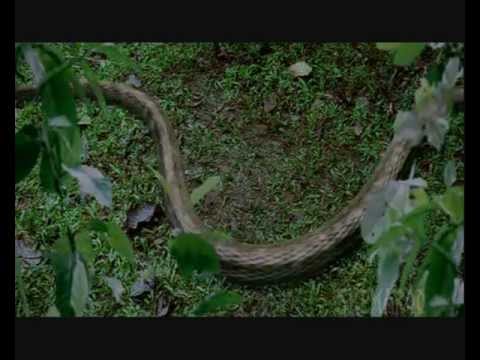 Hiss - the snake woman - lagi lagi milan dhun (sherya ghoshal)