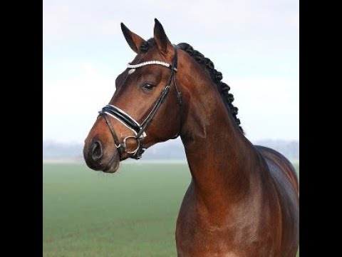 Elantic (Erdinger/Belantis/Samba Hit I)