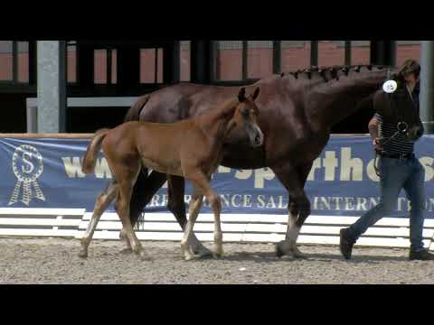 Themann, Sezuan´s Donnerhall-Don Schufro-Fürst Romancier