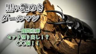[ダールマンツヤクワガタ]黒い艶めき1週間で卵00個！？[産卵セット割り出し]