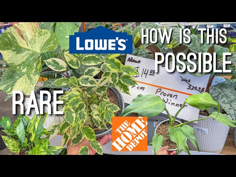 RARE Plants Sale Lowes, Walmart & HEB! Plant Shopping Big Box Stores!