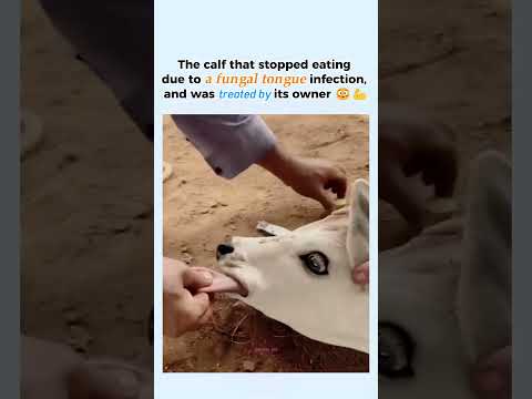 The calf that stopped eating due to a fungal tongue infection, and was treated by its owner 😳💪