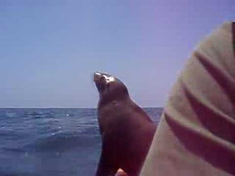 Sea lion jumped onto my kayak