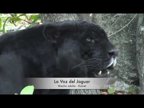 LA VOZ DEL JAGUAR